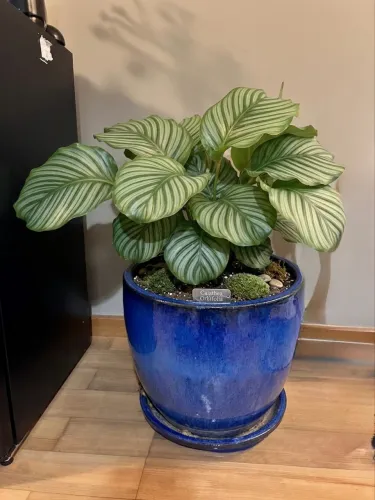 Vaso Vietnamita Grande