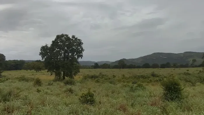 Fazenda 17 alq em Porto Nacional 