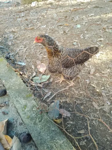 Galinha e um galo