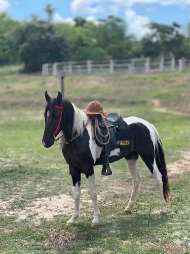 Cavalo Mangalarga Marchador