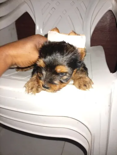 Cachorro 