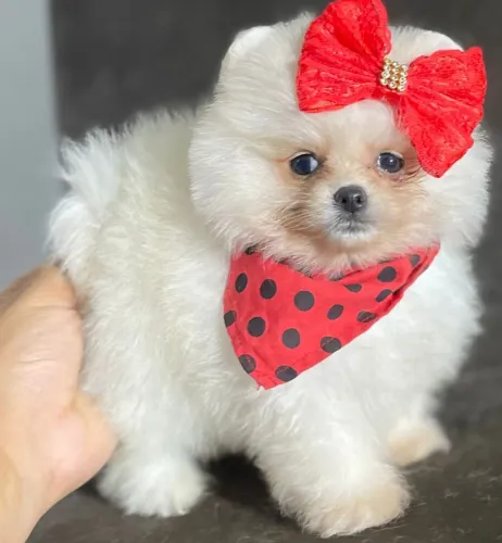 FILHOTES DE LULU DA POMERÂNIA EXCLUSIVO/ A PARTIR DE 1900!!!