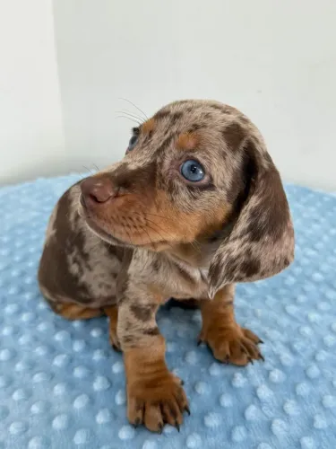 dachshund salsichinha