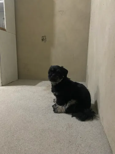 Vendo Shih tzu fêmea 