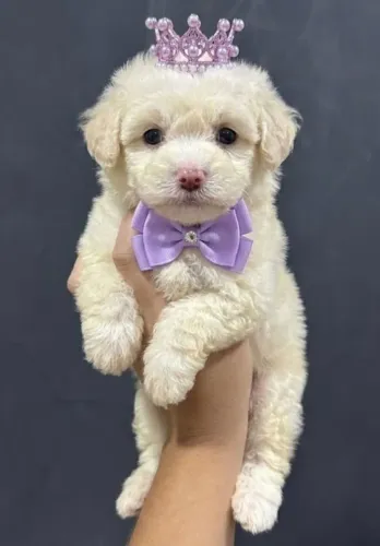 Filhotes de Poodle miniaturas,são fofos e amáveis.