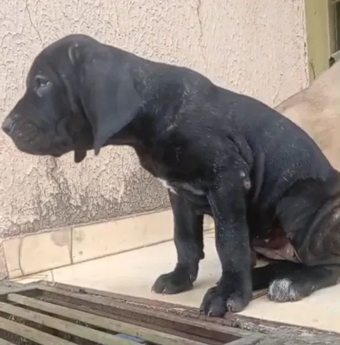 Filhotes de fila brasileiro, machos e femeas disponíveis.
