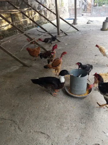 Estou vendendo esse marreco