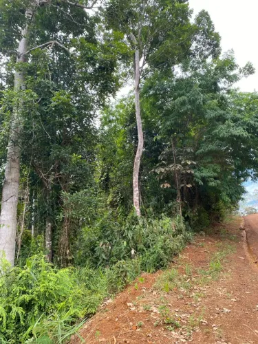 Terra a venda 