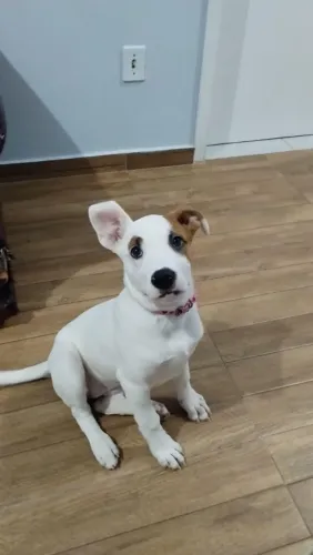 Doação de cachorro filhote