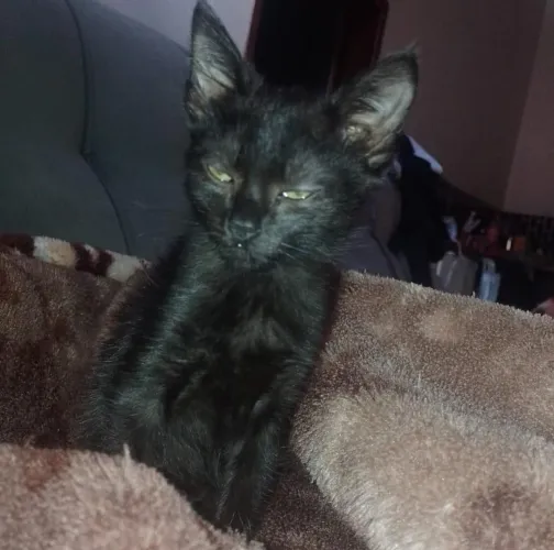 Gatinha preta 3 meses para doar