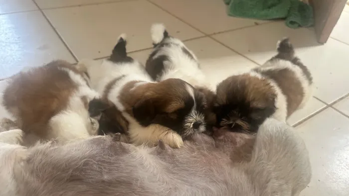 Vendo filhotes de shiatsu 
