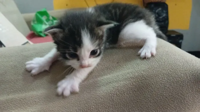 Doação de felinos