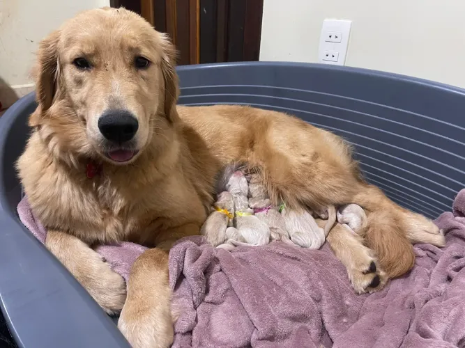 Filhotes de Golden Retriever 