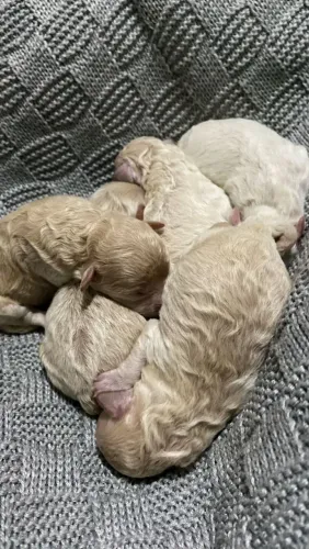 Lindos Filhotes de poodle 