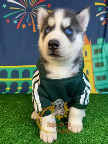Husky Siberiano 