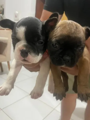 Bulldog francês disponível