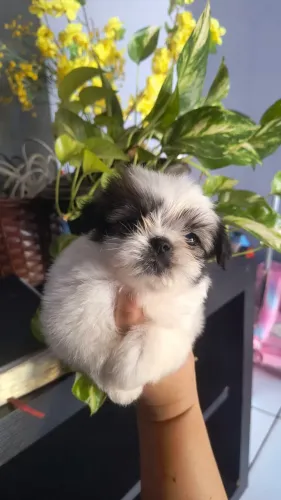 Mini Shitzu fêmea