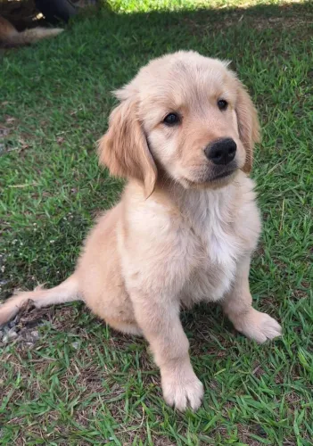 Cachorro Golden Retriever macho 2 meses.