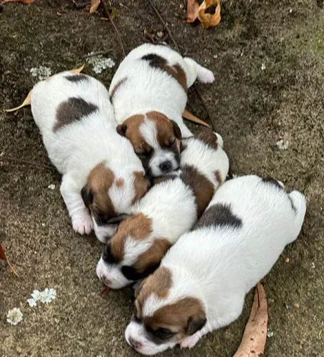 Filhotes de Jack Russel barato 