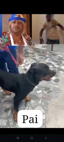 Vendo um casal de rotvailer cabeça de touro já vacinados