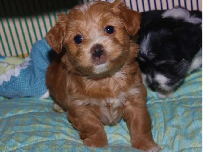peludos poodle x maltes