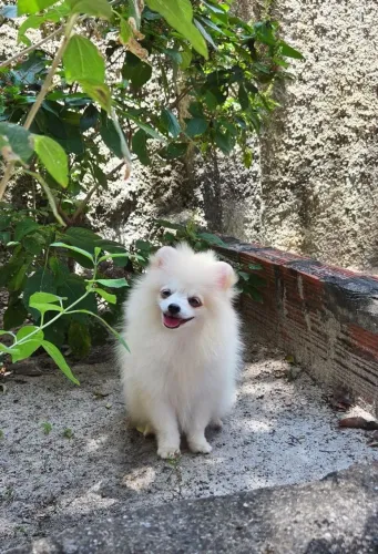 Spitz alemão macho