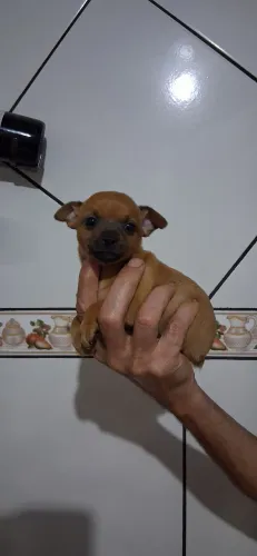 Vendo pincher 0.tenhp um