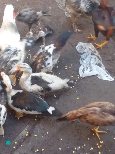 Animais 
