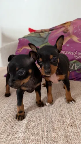 Pinscher
