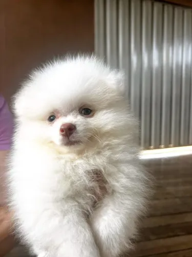 Filhote de Spitz alemão 