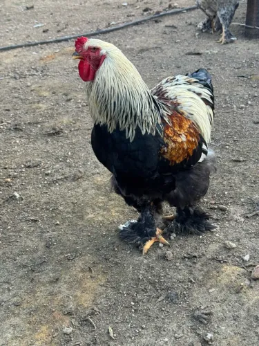 Galo Brahma perdiz light