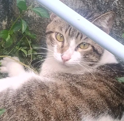 Doação de gato macho mansinho gosta de carrinho está perdido já procuramos o dono por 2 se