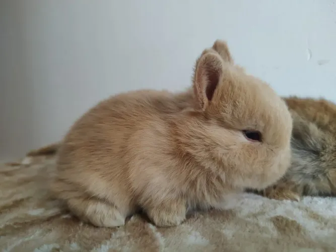 Filhote coelho netherland dwarf