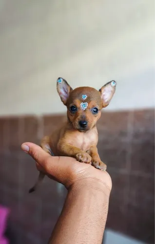Pinscher com 48 dias vacinado e vermifugado