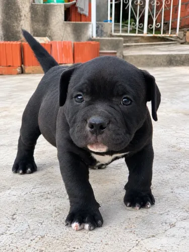 VENDO American Bully Pocket