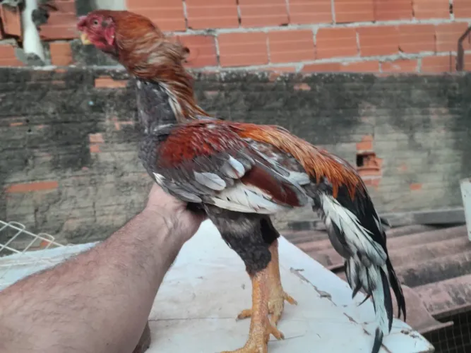 Galo e galinha bico curto