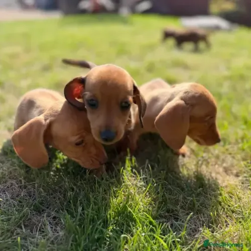 Cachorro filhote Teckel/Dachshund/Salsicha/Salsichinha/Basset/Cofap afetuosos e alegres