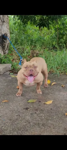American bully 