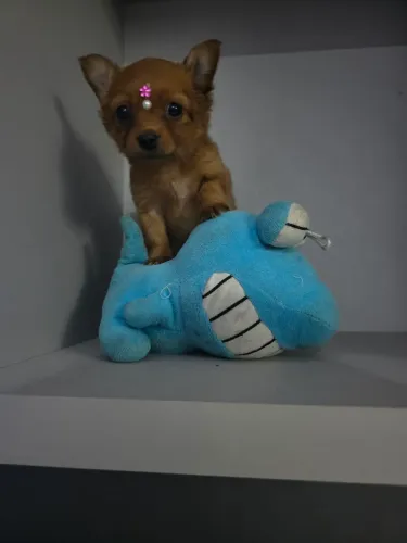 LINDA FILHOTE DE CHIHUAHUA DISPONÍVEL