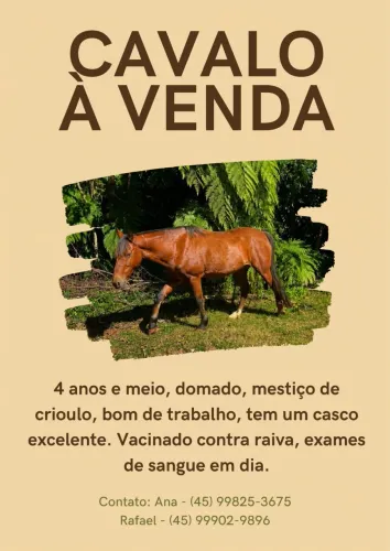 Cavalo Mestiço Crioulo