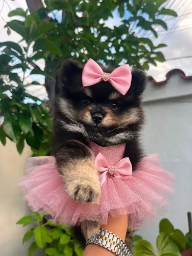 Spitz alemão