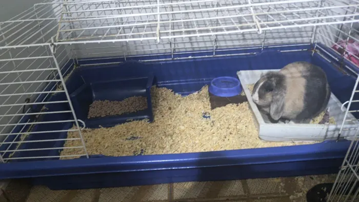 gaiola grande para roedor