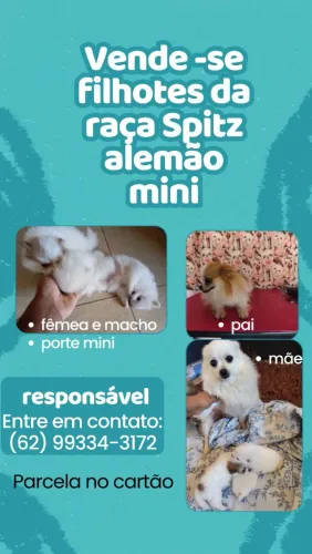 Venda de filhotes de cachorro 