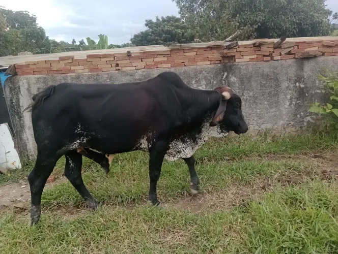 Garrote gir leiteiro ( ótimo para reprodutor)