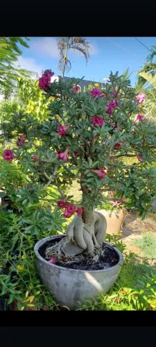 Rosa do deserto gigante e perfumada 