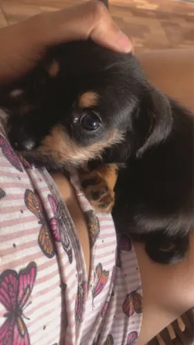Filhote Poodle com Pinscher