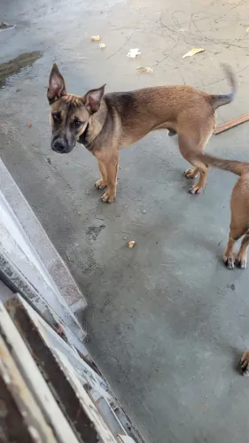 cachorro malinois não puro (2)