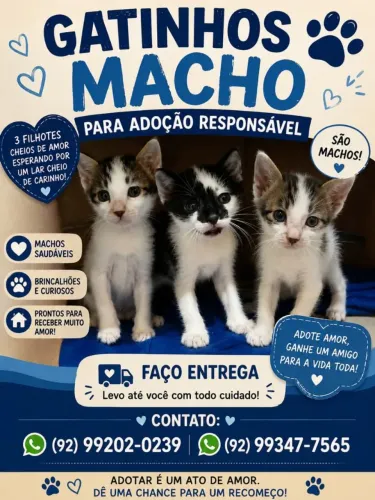Gatinhos machos disponíveis para adoção! Faço Entrega?