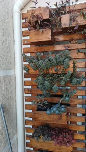 Plantas suspensas e em vasos