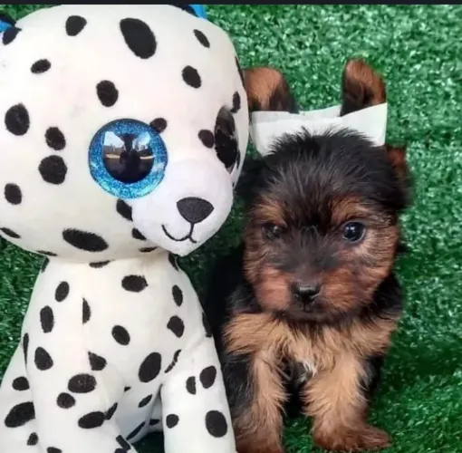 Yorkshire Terrier - Reserve Seu Filhote